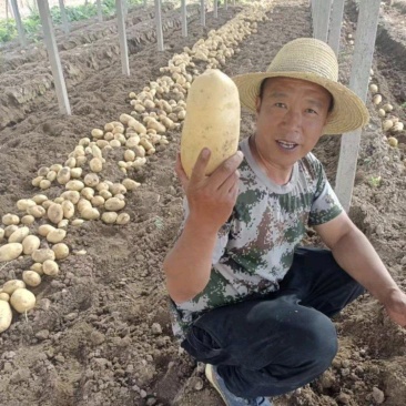 甘肃靖远土豆希森六号黄心黄皮量大从优全国发货联系