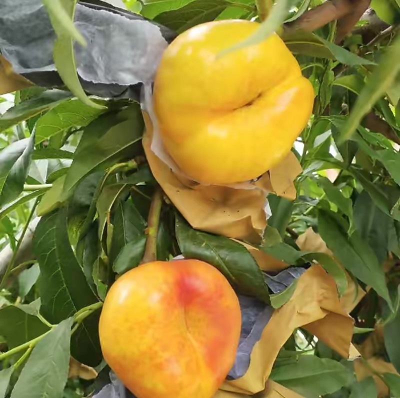 风味皇后油蟠桃