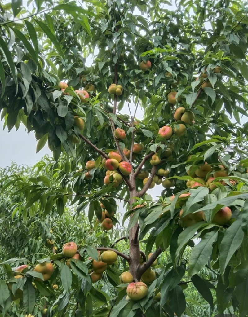 风味皇后油蟠桃