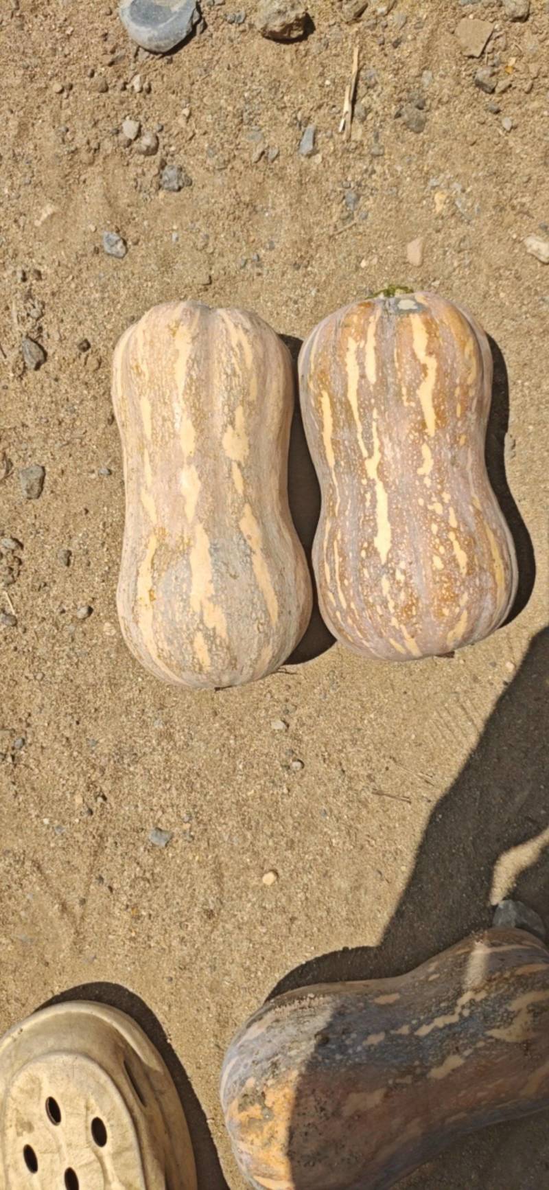 吉冠773花生南瓜大量供应价格美丽口感软糯香甜
