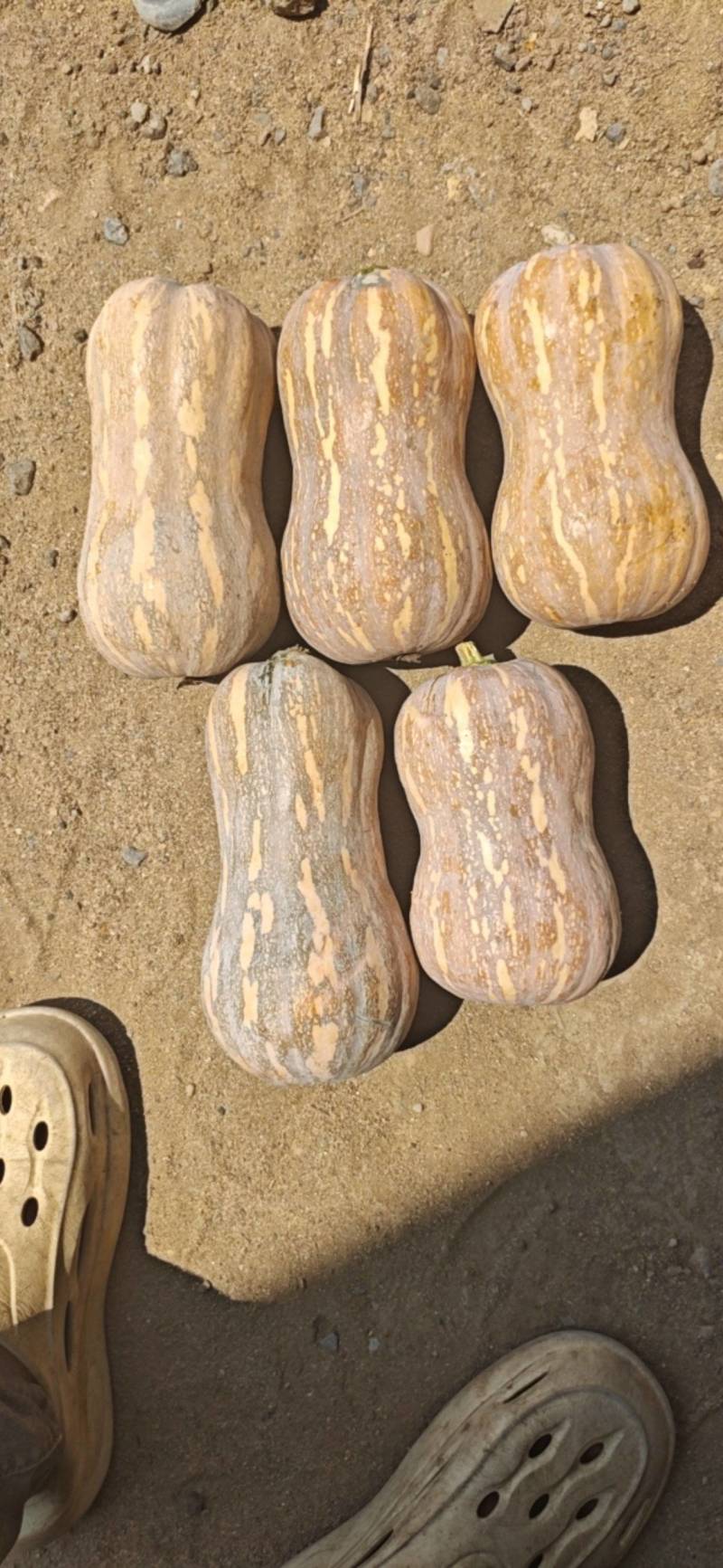 吉冠773花生南瓜大量供应价格美丽口感软糯香甜