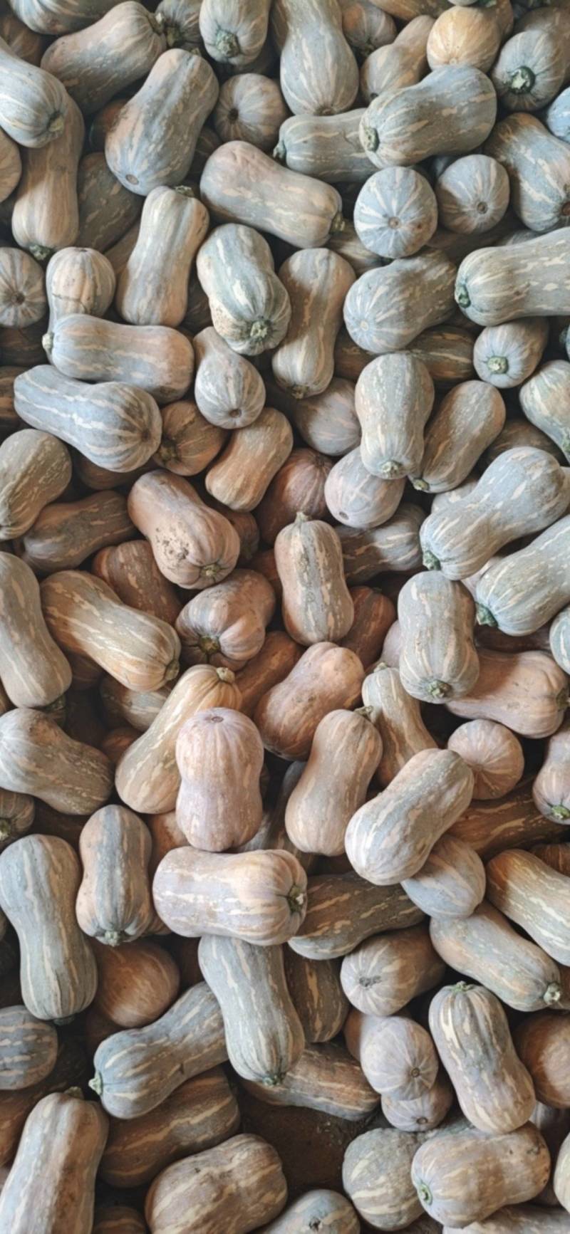 吉冠773花生南瓜大量供应价格美丽口感软糯香甜