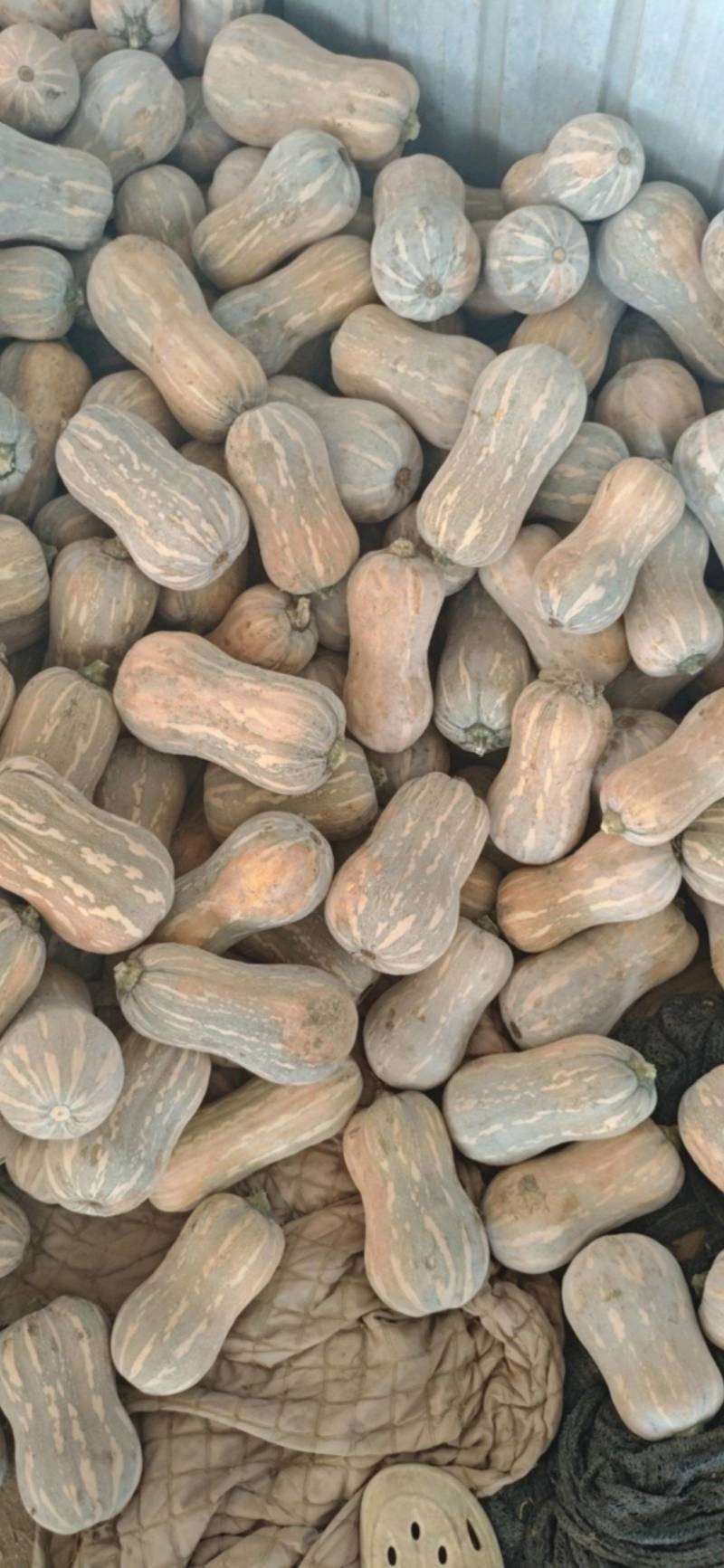 吉冠773花生南瓜大量供应价格美丽口感软糯香甜