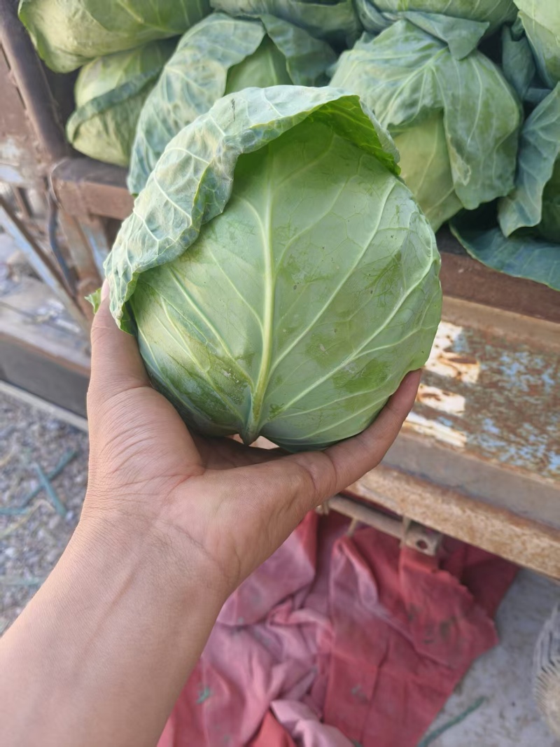甘肃白银甘蓝颜色绿，圆包菜叶片紧，品质好，欢迎来电选购