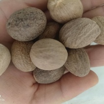 玉果，肉蔻，大料批发【丹丹中药】质量保证中药材肉蔻