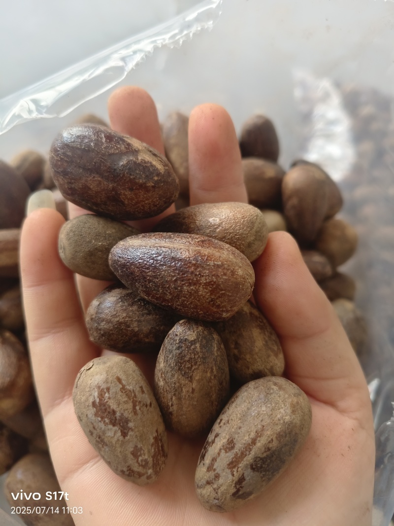 玉果，肉蔻，大料批发【丹丹中药】质量保证中药材肉蔻