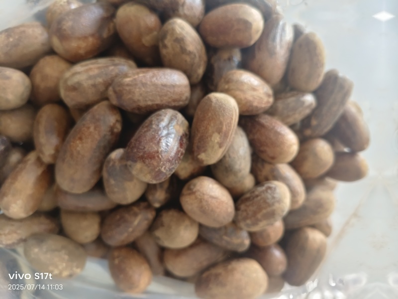 玉果，肉蔻，大料批发【丹丹中药】质量保证中药材肉蔻