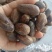 玉果，肉蔻，大料批发【丹丹中药】质量保证中药材肉蔻