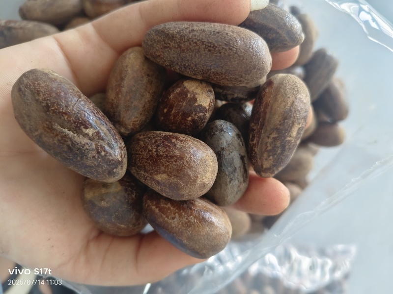 玉果，肉蔻，大料批发【丹丹中药】质量保证中药材肉蔻