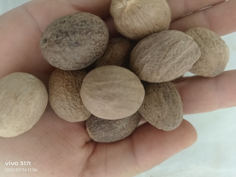 玉果，肉蔻，大料批发【丹丹中药】质量保证中药材肉蔻