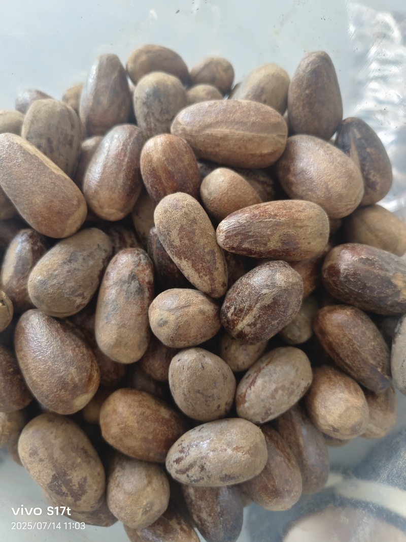 玉果，肉蔻，大料批发【丹丹中药】质量保证中药材肉蔻