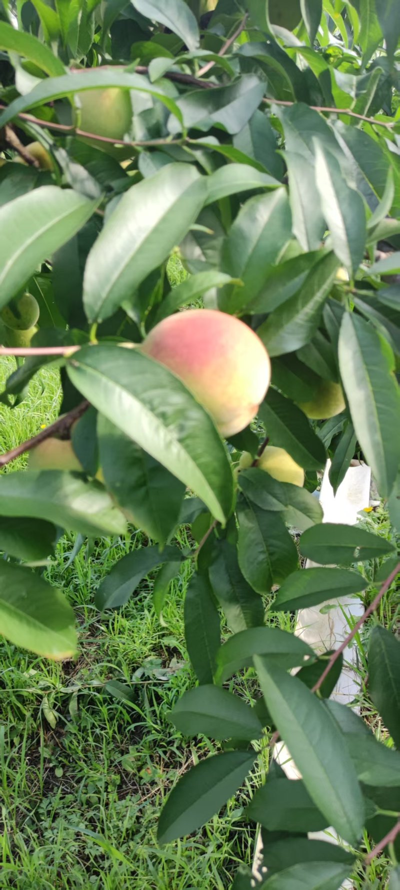 苹果桃上市了，要货的老板可以来了