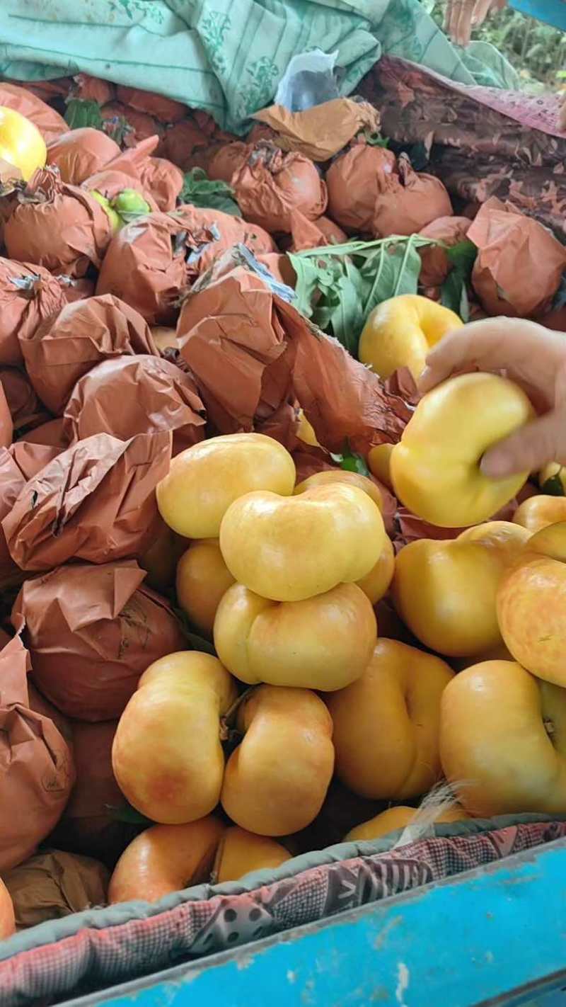 油桃大量上市了，果面干净果肉细腻光滑糖度15个以上，