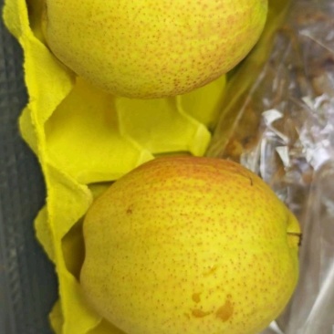 莱韵酥梨（莱阳梨产地）