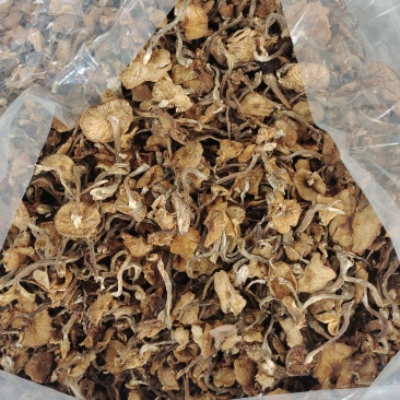 东北特产级非野生精品榛蘑干货山珍非特级包邮