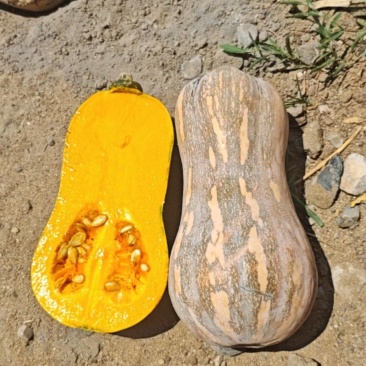 吉冠773花生南瓜大量供应价格美丽口感软糯香甜