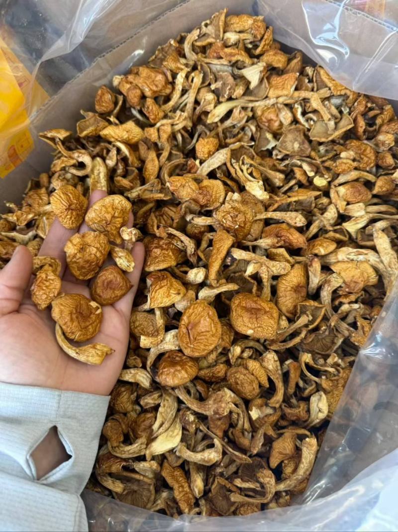 东北特产级非野生精品榛蘑干货山珍非特级包邮