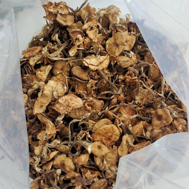 东北特产级非野生精品榛蘑干货山珍非特级包邮