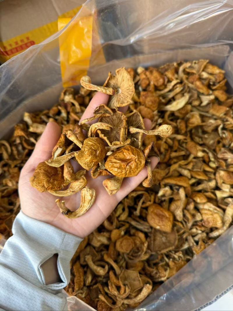 东北特产级非野生精品榛蘑干货山珍非特级包邮