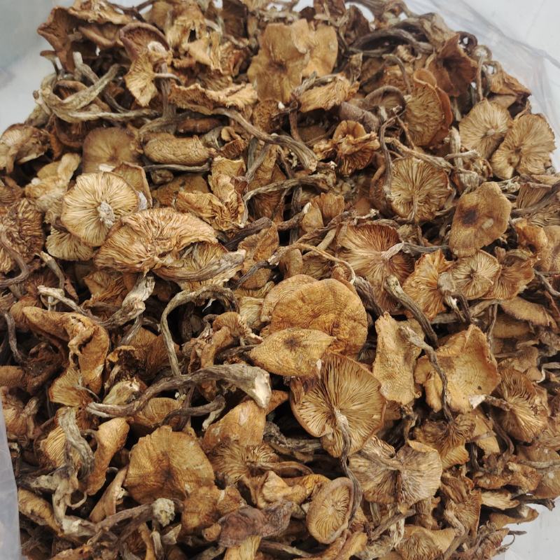 东北特产级非野生精品榛蘑干货山珍非特级包邮