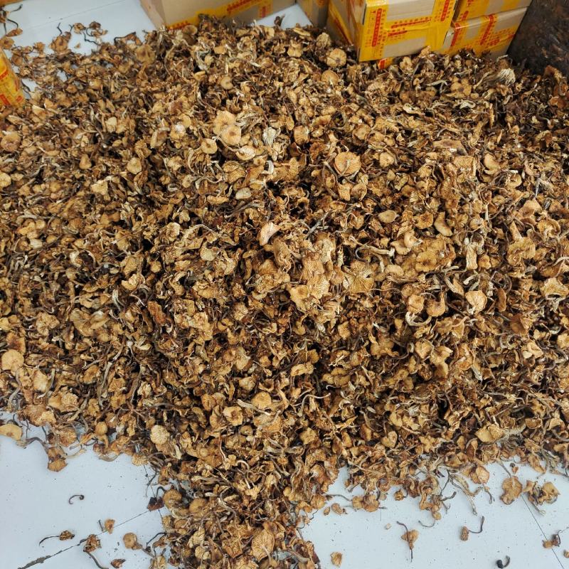 东北特产级非野生精品榛蘑干货山珍非特级包邮