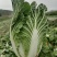 大白菜