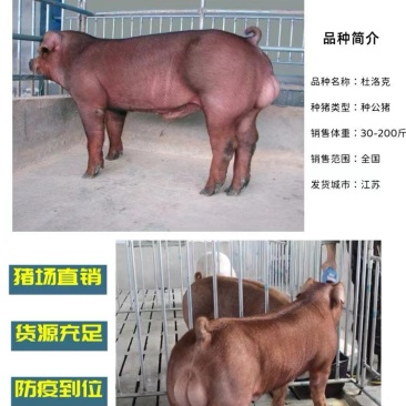 杜洛克活猪公猪母猪品种齐全好饲养全国发货
