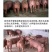 杜洛克活猪公猪母猪品种齐全好饲养全国发货
