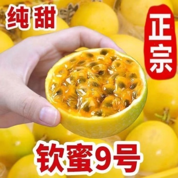 钦密9号百香果