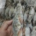冻蓝花蟹8KG/箱