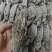 冻蓝花蟹8KG/箱