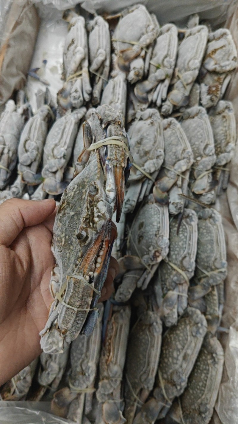 冻蓝花蟹8KG/箱