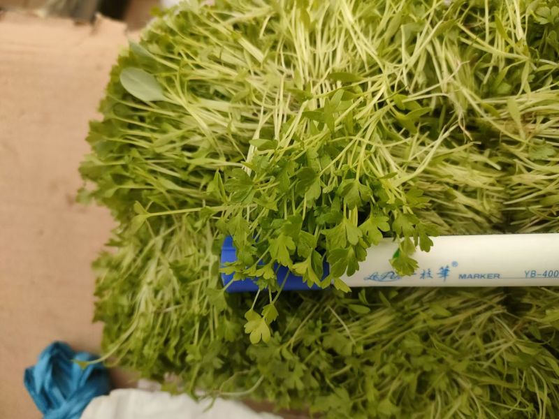 【芹菜芽】芹菜苗嫩芽可以龚餐饮酒店食堂有纸箱泡沫箱按需