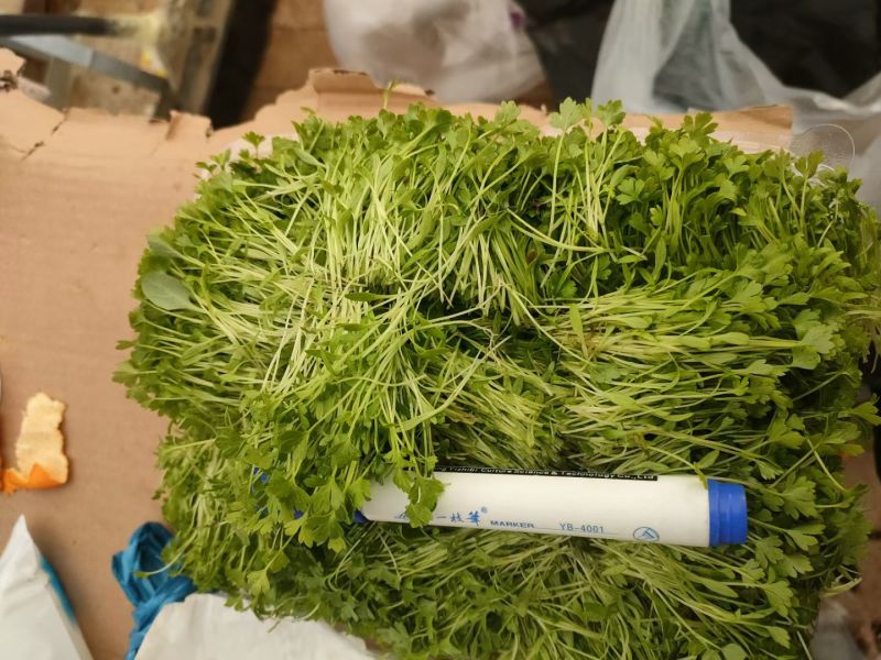 【芹菜芽】芹菜苗嫩芽可以龚餐饮酒店食堂有纸箱泡沫箱按需
