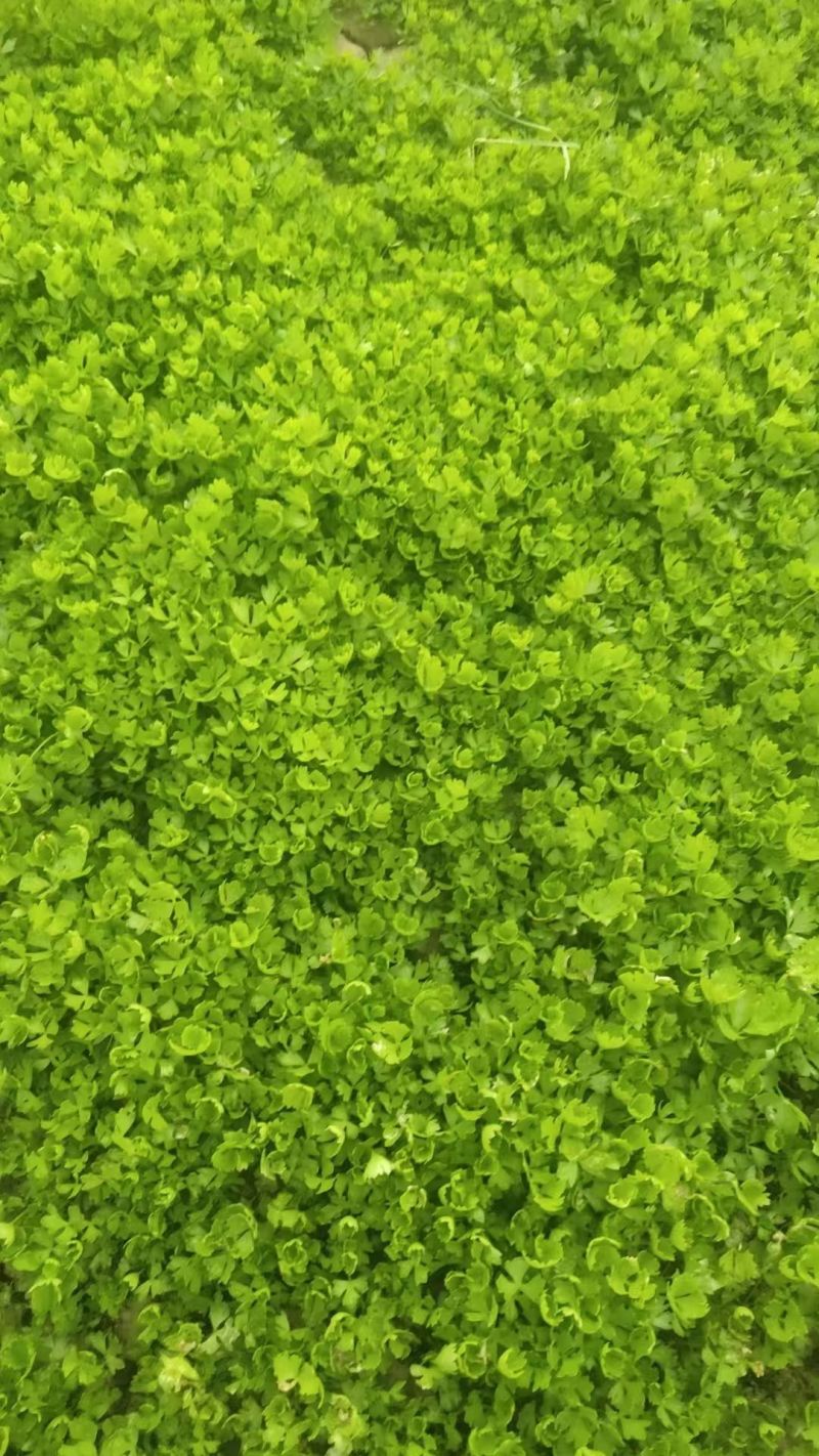 【芹菜芽】芹菜苗嫩芽可以龚餐饮酒店食堂有纸箱泡沫箱按需