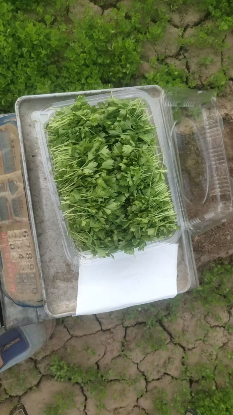 【芹菜芽】芹菜苗嫩芽可以龚餐饮酒店食堂有纸箱泡沫箱按需