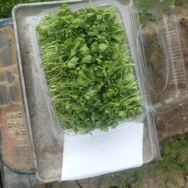 【芹菜芽】芹菜苗嫩芽可以龚餐饮酒店食堂有纸箱泡沫箱按需