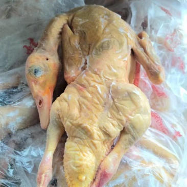 红嘴雁，品质保证
