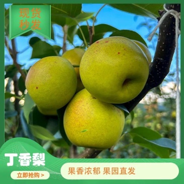 丁香梨！