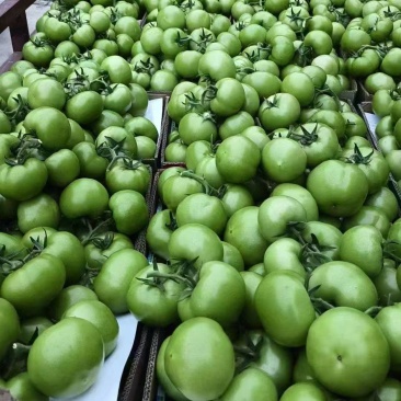 【青番茄】青西红柿果形端正卖相好接酒店餐饮食堂货量大打冷