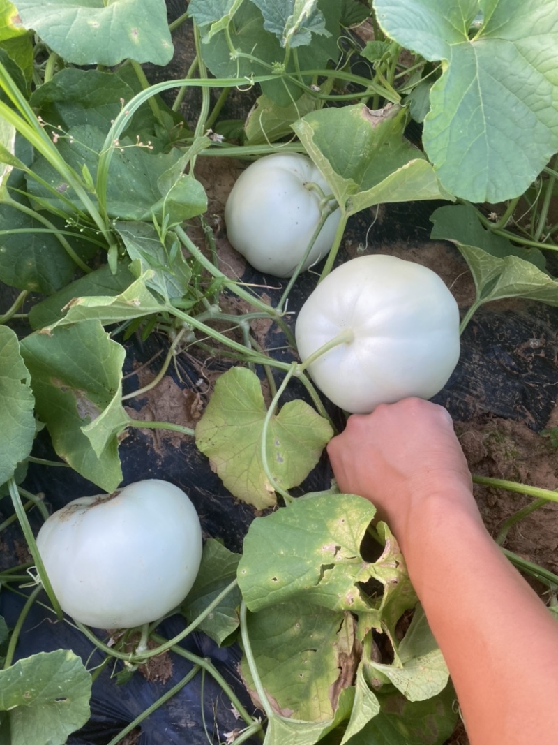 香爪