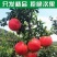 四川新品种以色列黑籽酸石榴市场～电商～一件代发