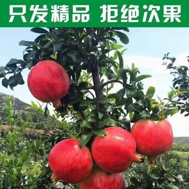四川新品种以色列黑籽酸石榴市场～电商～一件代发