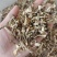 东北特产鹿茸菌大碎块干货包邮非野生非特级新鲜