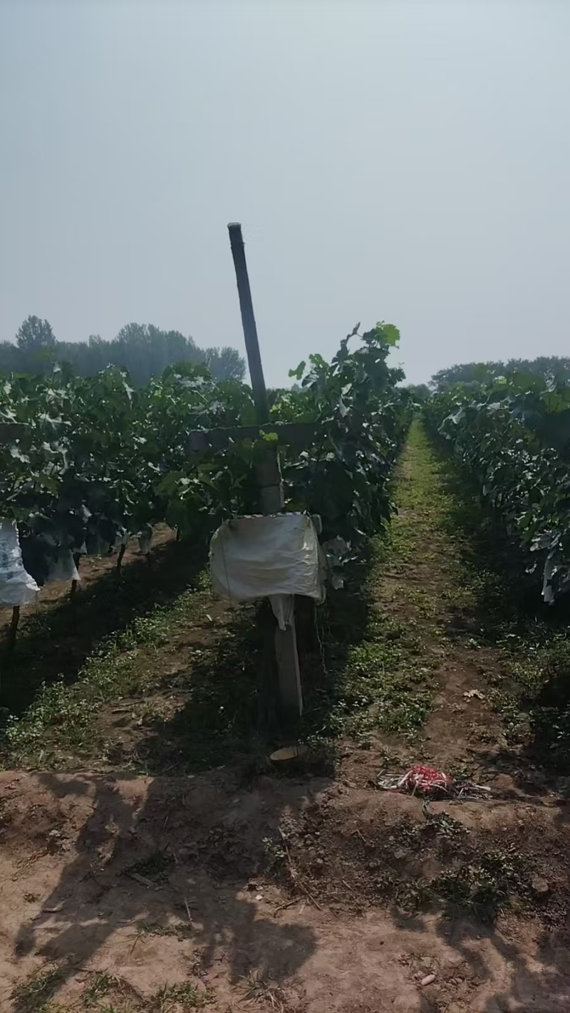 自家种植葡萄，已经成熟，味甜，爪型好