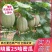 河南夏邑哈密瓜/晓蜜25哈密瓜/现摘现发/保证质量全国发