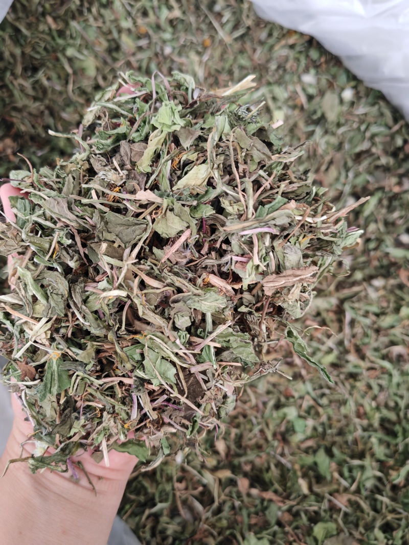 蒲公英公英泡泡丁新货