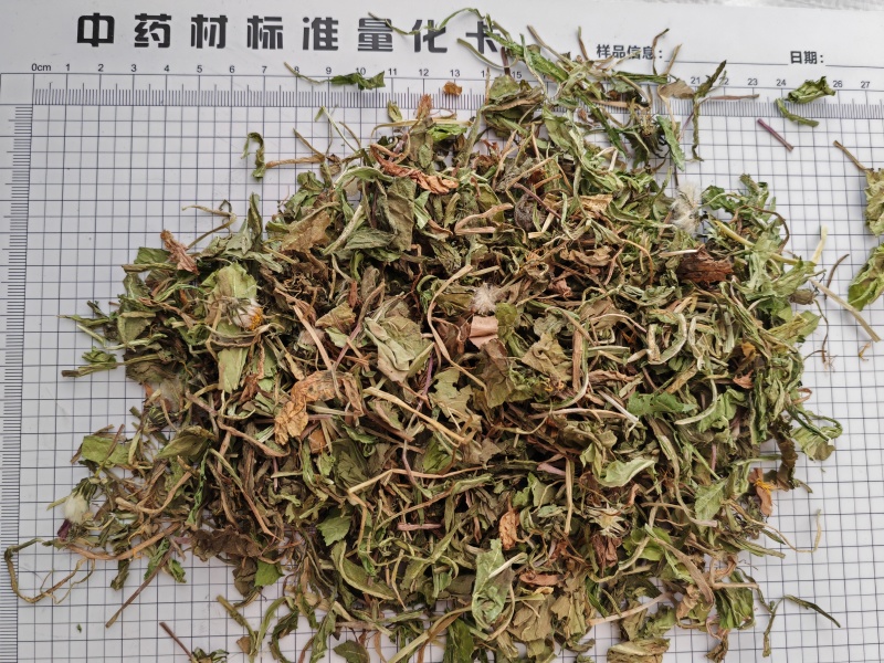蒲公英公英泡泡丁新货
