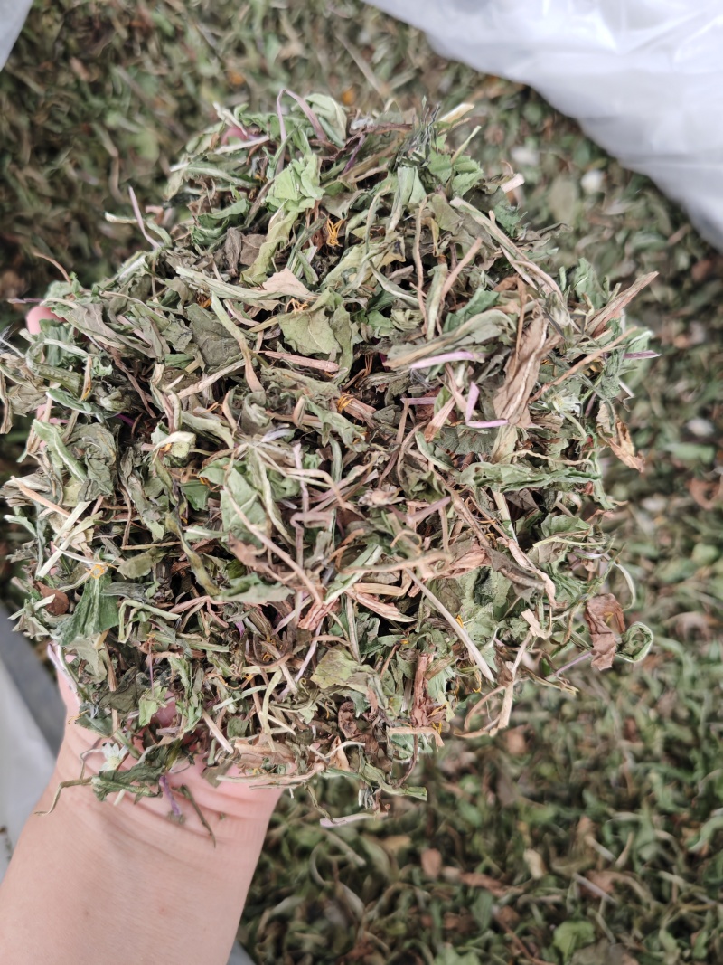 蒲公英公英泡泡丁新货
