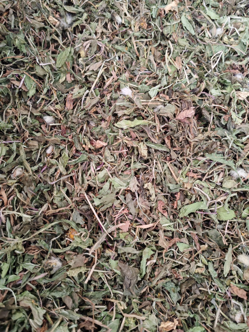 蒲公英公英泡泡丁新货